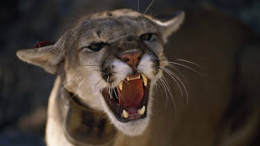 16:10: Los animales más peligrosos del mundo: El Amazonas | Nat Geo Wild | 7/23 2025