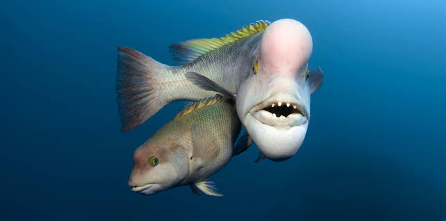 01:25: Der Blaue Planet: Unbekannte Ozeane | 3SAT | 2/2 2026