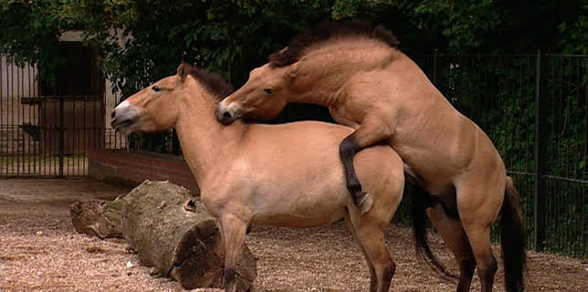 10:35: Elefant, Tiger & Co. | MDR Fernsehen | 11/25 2025