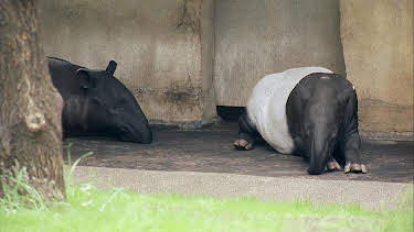 10:35: Elefant, Tiger & Co. | MDR Fernsehen | 9/11 2026