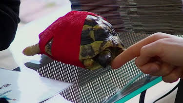 6:00 PM: The Supervet: Noel Fitzpatrick (S5 E10) (S5) | W | 1/11 2026