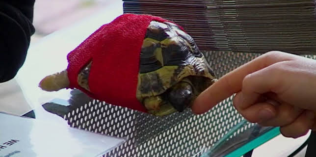 5:00 PM: The Supervet: Noel Fitzpatrick (S5 E10) (S5) | W | 1/11 2026