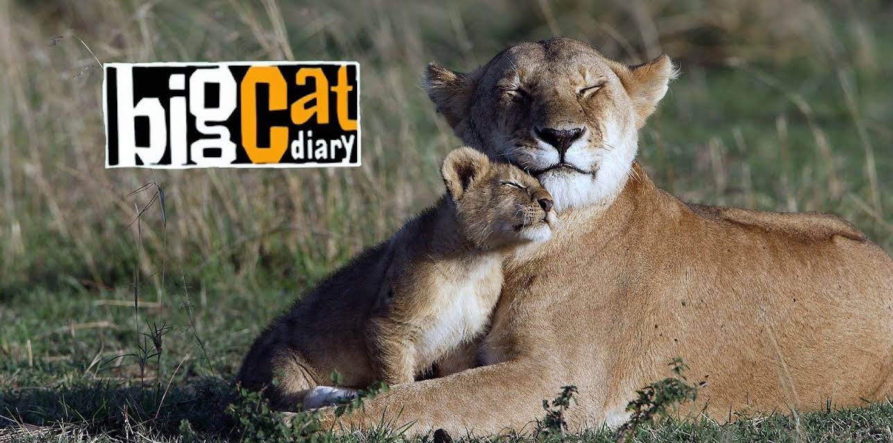 Big Cat Diary Series 1