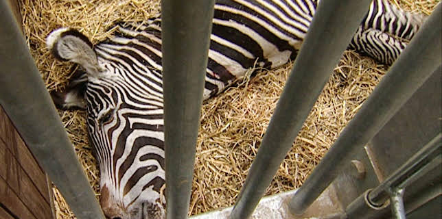 10:35: Elefant, Tiger & Co. (249) | MDR Fernsehen | 11/3 2025