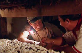 Dirty Jobs Season 1: Mushroom Farmer