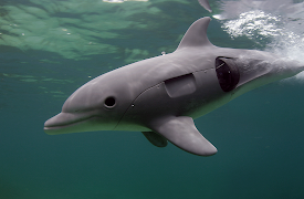 Dolphins: Spy in the Pod: Orcas and Bottlenoses