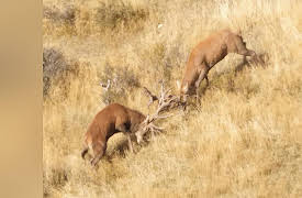 Moment Of Impact: New Zealand Wonderland