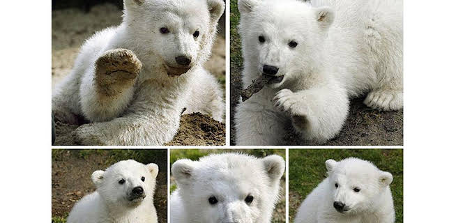 17:05: Panda, Gorilla & Co. (53) | RBB Fernsehen | 1/20 2026