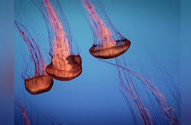 Wild Assassins: Savannah