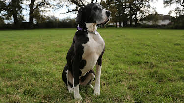 4:00 PM: The Supervet: Noel Fitzpatrick (S3 E7) (S3) | W | 4/10 2026