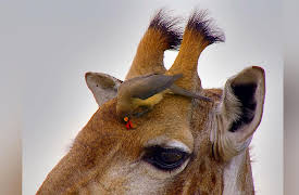 Africa's Wild Horizons: The Waterberg