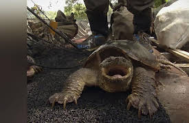 American River Renegades Season 1: Broken Promises