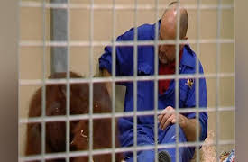 Monkey Life: Monkey Life   7