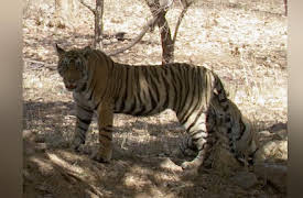 Big Cat Week 2014 Season 1: Tiger's Revenge