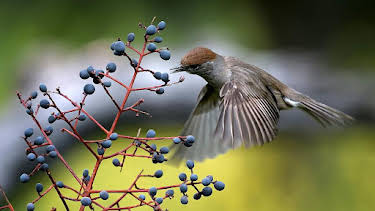 17:15: Grandes Documentales Belleza Y Seduccion En La Naturaleza | LA 2 | 3/30 2026