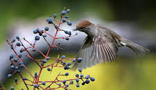 Grandes Documentales Belleza Y Seduccion En La Naturaleza