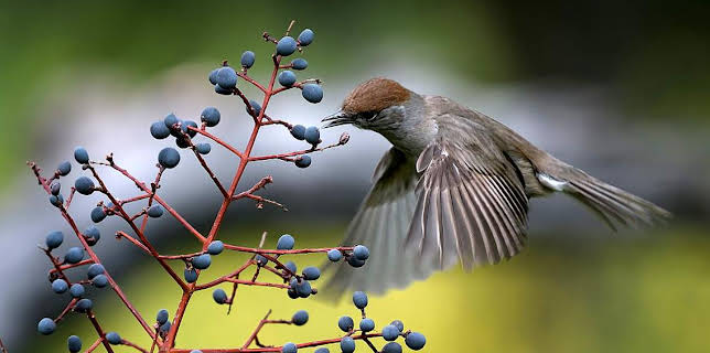 17:15: Grandes Documentales Belleza Y Seduccion En La Naturaleza | LA 2 | 3/27 2026
