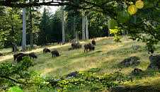 Europas fem verder: Skogar