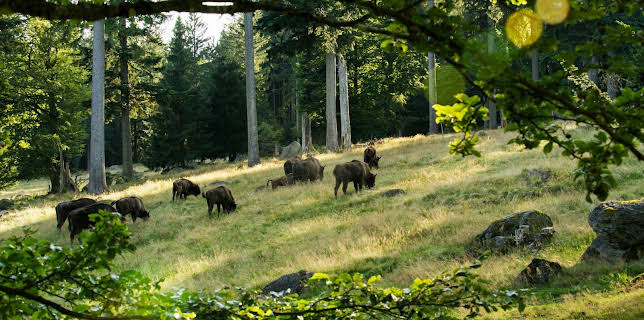 21:30: Europas fem verder: Skogar | NRK 2 | 1/25 2026