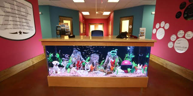 8:00 AM: Tanked (S4) | Discovery Channel | 3/17 2026