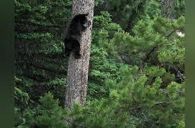 Wild Rockies: Group Survival