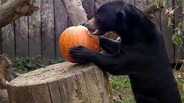 04:05: Panda, Gorilla & Co. | RBB Fernsehen | 5/16 2026