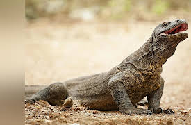 Introduction to Paleontology: Australia’s Megafauna: Komodo Dragons