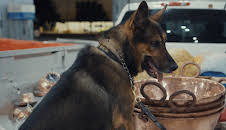 Border Force America's Gatekeepers (S6 E8)