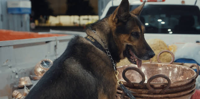 8:00 AM: Border Force America's Gatekeepers (S6 E8) (S6) | Dave | 1/20 2026