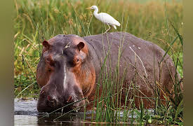 Zoology: Understanding the Animal World: Protection, Support, and Homeostasis