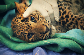 Dyreredning i jungelen: Trygg og i God Behold