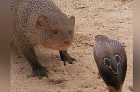 World's Deadliest Collection Season 1: India's Deadly Dozen