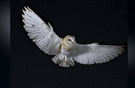 Don't Blink: A Delicate Balance