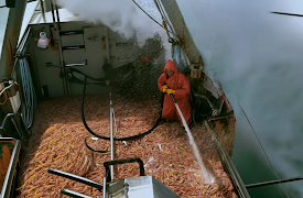 Wild capture: Wild Catch 2