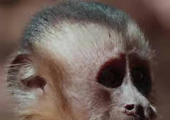 Pociones de amor salvaje