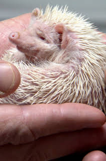 10:20: Dyrlegen i Rocky Mountain (S1 E2) (S1) | Animal Planet | 4/5 2026