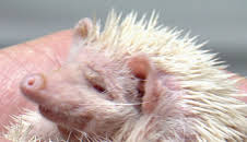 Dyrlegen i Rocky Mountain (S1 E2)