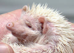 Dyrlegen i Rocky Mountain