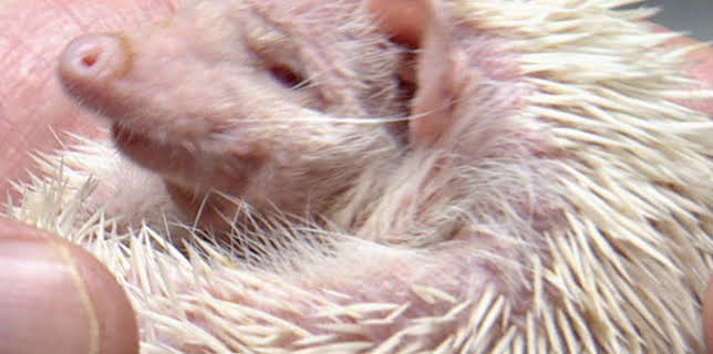 18:00: Dyrlegen i Rocky Mountain (S1 E2) (S1) | Animal Planet | 12/2 2025