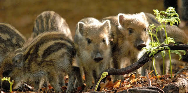 20:15: Expeditionen ins Tierreich | NDR Fernsehen | 11/26 2025