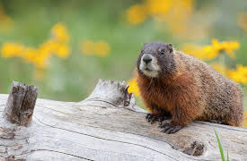 Nature Watching: How to Find and Observe Wildlife: What the Beaver Teaches Us about Our Planet
