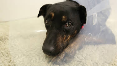 2:00 PM: The Supervet: Noel Fitzpatrick (S5 E15) (S5) | W | 4/5 2026