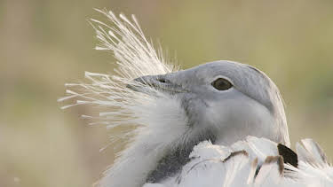 11:05: Abenteuer Wildnis | BR Fernsehen | 10/16 2026
