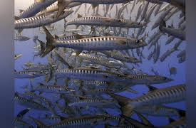 Great Blue Wild: Palau Sharks Sanctuary