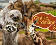 Giraffe, Erdmännchen & Co. (61)