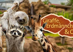 Giraffe, Erdmännchen & Co