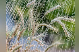 Learning Statistics: Concepts and Applications in R: Linear Regression Models and Assumptions