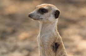 Meerkat Manor: Rise of the Dynasty, Season 1: Sister, Sister