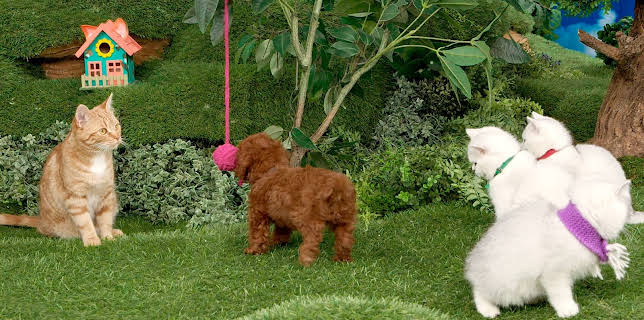 17:20: Rosin og Bolle: Katteskolen | NRK Super | 12/9 2025