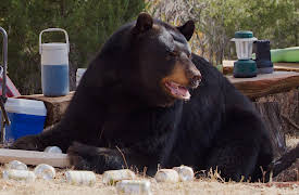 Animals on Drugs, Season 1: Drunk Bears